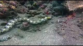 The Snowflake Moray Eeel TUTORIAL