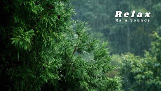 Soft Rain Ambience for Studying & Working – Focus with Nature 🌿
