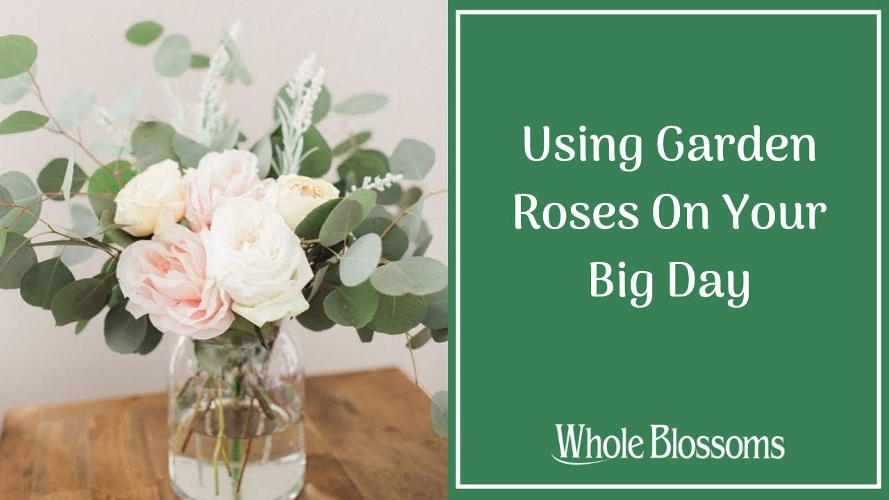 Get Splendid Bulk Garden Roses from Whole Blossoms