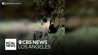 Untagged mountain lion spotted in Griffith Park
