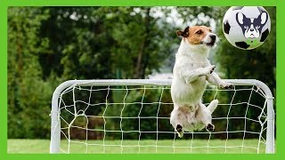 Funny Dogs Playing Soccer Compilation ⚽