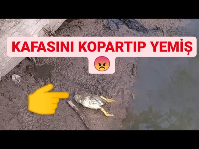 Porno foto seriyasi Bukiny