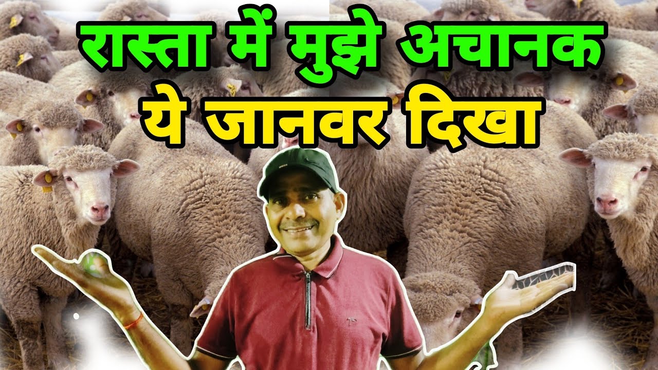 ऐसा जानवर आपने कभी कभी और कहीं कहीं देखे होगें//इस जानवर के बाल से