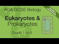 Cell Biology Quiz