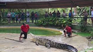 Langkawi @crocodile park