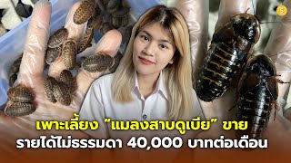 เพาะ “แมลงสาบดูเบีย” ขาย รายได้ไม่ธรรมดา 40,000 บาทต่อเดือน