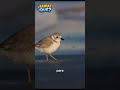 ¿Sabías que este pájaro hace vibrar la arena? 🐦💥🏖️ #shortsvideos  #aves  #Frailecillo #datoscurisos