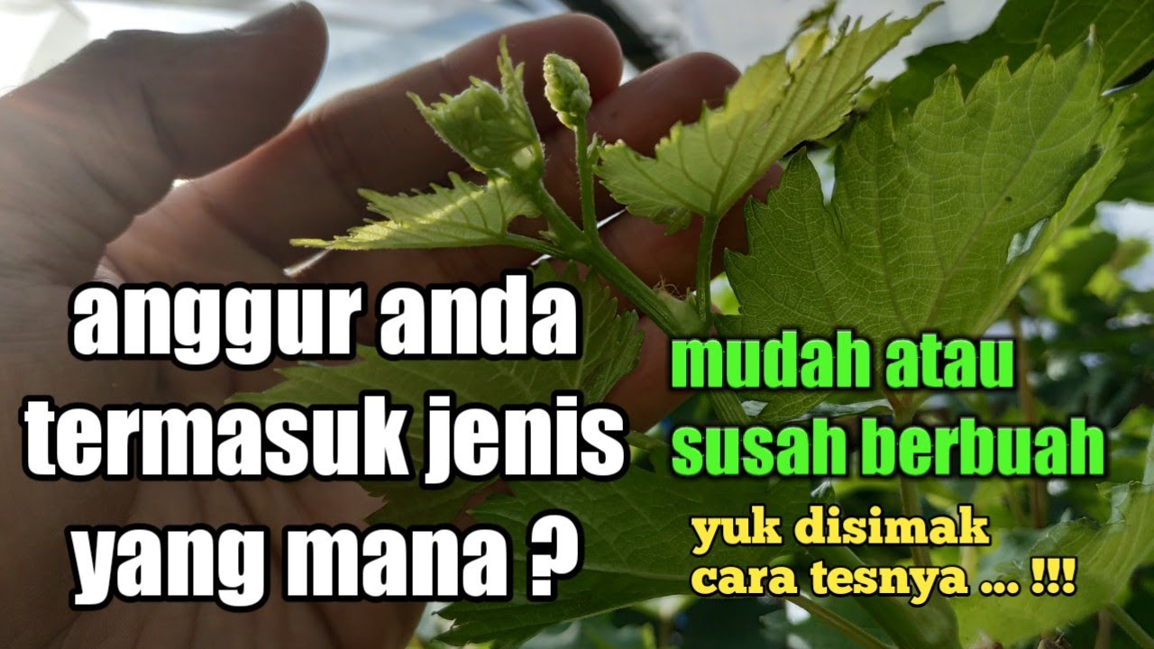 Ciri-ciri jenis anggur mudah berbuah