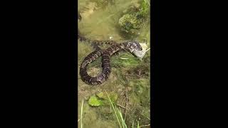 Common Watersnakes