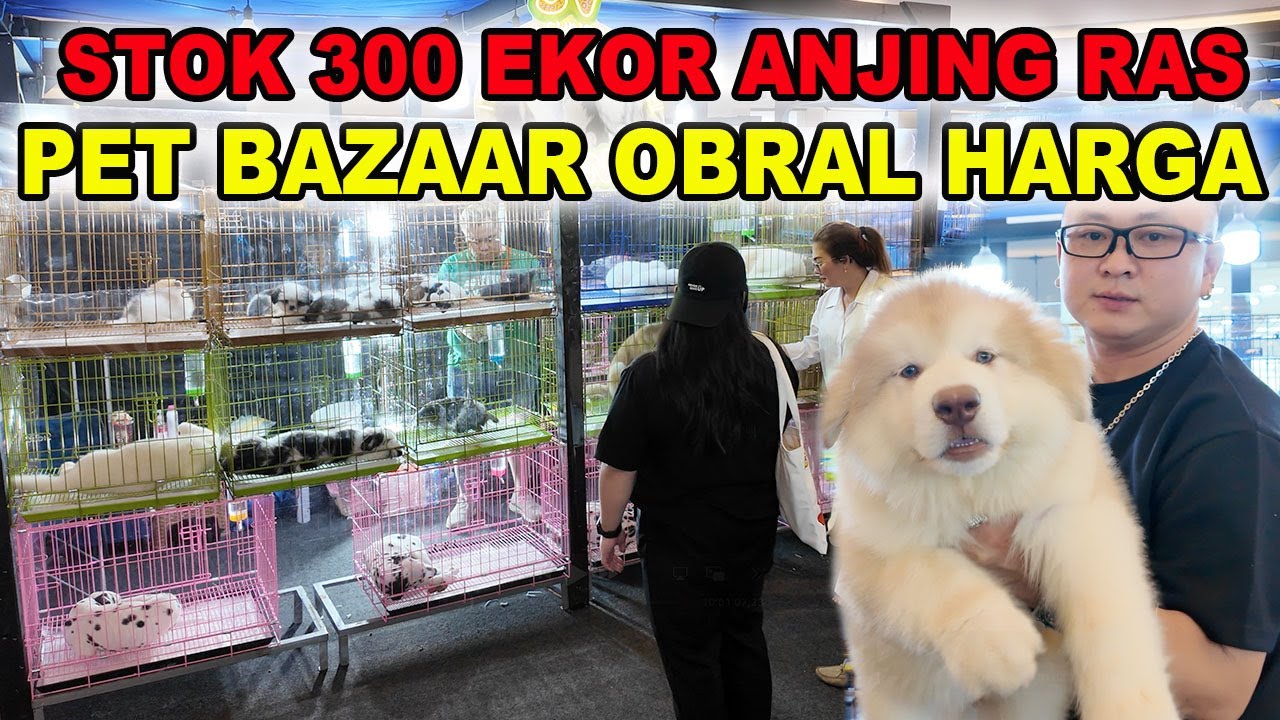 Obral 300 Ekor Anjing Ras Di Pet Bazaar