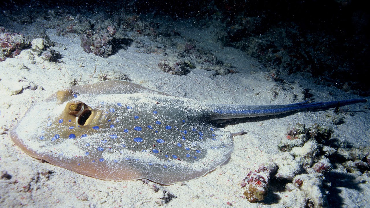 Demersal fish | Wikipedia audio article