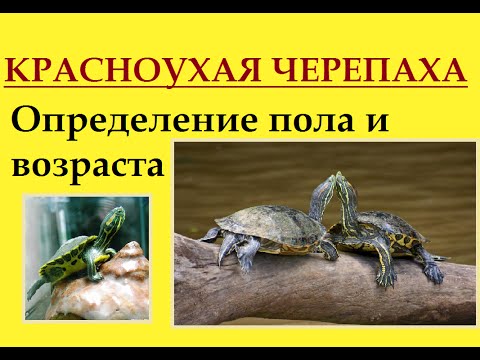 Красноухие черепахи. Определение пола и возраста.