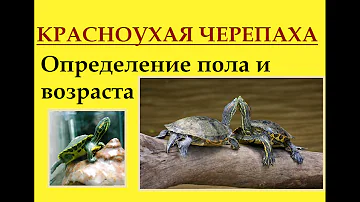 Красноухие черепахи. Определение пола и возраста.