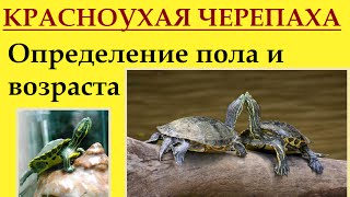 Красноухие черепахи. Определение пола и возраста.