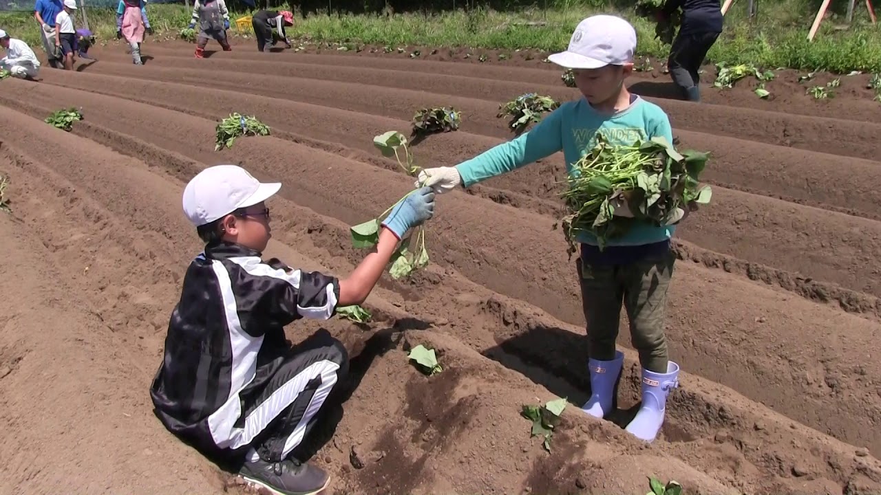 種子島の学校活動 安納小学校安納芋苗植え付け学習体験19年 Youtube 種子島の学校活動 安納小学校安納芋苗植え付け学習体験19年 Youtube