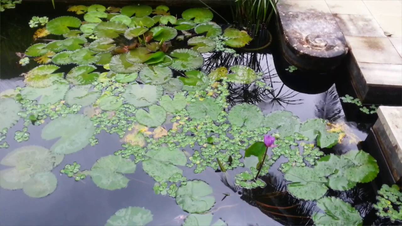 Best Tanaman Air Untuk Kolam Ikan - Jazz Roots Cincinnati