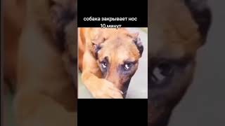 Собака Закрывает Нос 10 Минут
