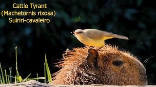 Cattle Tyrant Flycatcher Feeding on Flies of Capybaras (Machetornis rixosa) Suiriri-cavaleiro