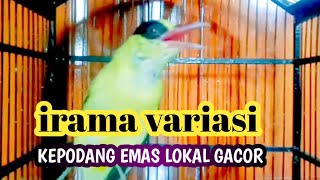 KEPODANG GACOR || PANCINGAN KEPODANG TROTOL AGAR  CEPAT BUNYI