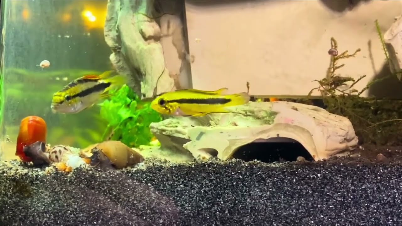 Apistogramma trifasciata Dreistreifen Zwergbuntbarsch unerwartete Vermehrung - reuploaded