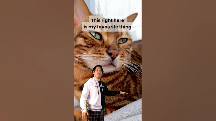 Video 8077801: bengalcat kitten funnycat, bengalcat catlover kitten, bengalcat cats funnycats, cat bengalcat funny kitten