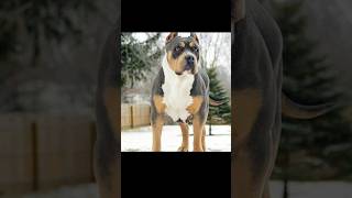 Rottweiler pitbull Mix breed ✌️#rottweilerpitbullmixbreed #rottweiler #pitbull #dogbreed #usa