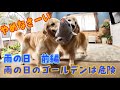 【前編】雨の日① 雨の日のゴールデンレトリバーは危険です