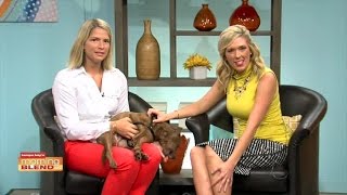 Pinellas Animal Services