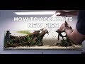 How i acclimate new fish and shrimps  you never try this at home