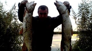 Рыбалка в Харьковской области, Печенеги рыбхоз, рыбалка на щуку, пруд 7.