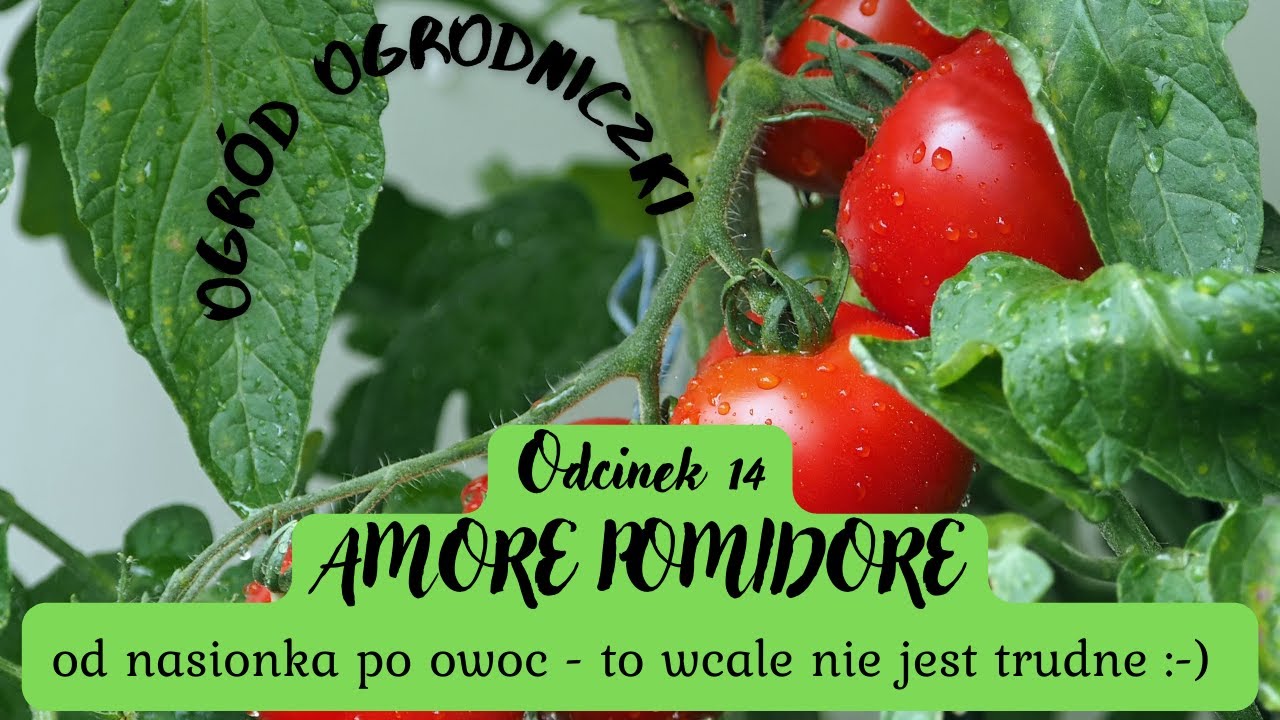 AMORE POMIDORE - uprawa pomidora od nasiona do owocu - to wcale nie