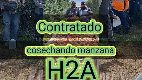 Así es un día de trabajo contratados en la Cosecha de manzana 🍎 #washington #appletrees #organic