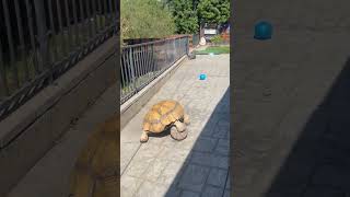 Tortoise Ramming and Conquering an Obstacle Course