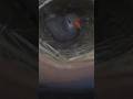 zebra finches breeding #shorts