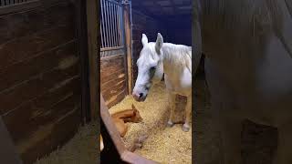 Throwback! Baby horse Petey gets his first curry comb grooming session