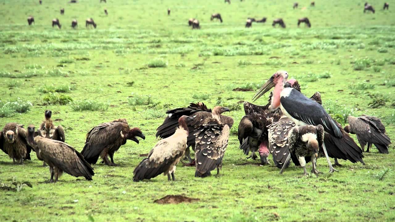 Lappet Faced Vultures owning the kill YouTube