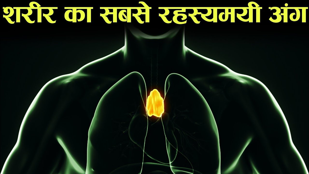 जवान होने तक बड़ा होता जाता हैं ये अंग thymus gland anatomy in hindi YouTube