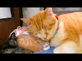 寝ている赤ちゃん猫に近づき一緒に寝る先住猫