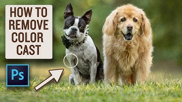 How To Easily Remove Color Cast In Photoshop - PET PHOTOGRAPHY