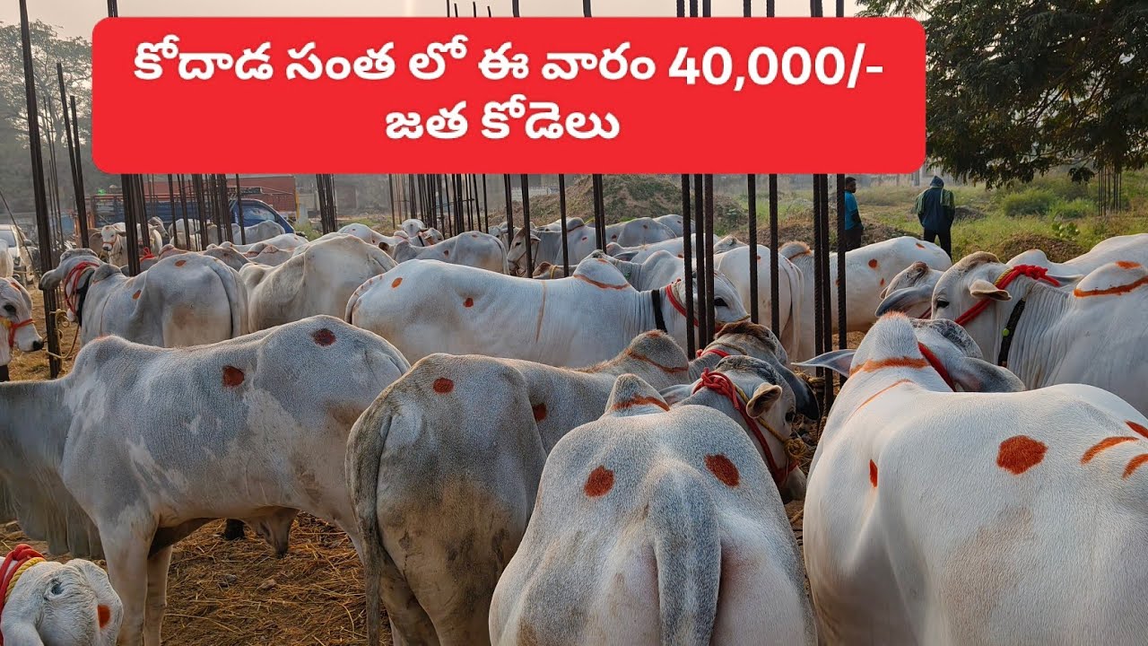 21/12/25 sunday kodada santa #ongolebulls #kodada 