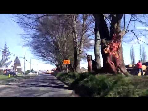 Corte de Arboleda Avenida Javiera Carrera en Temuco Septiembre 2016