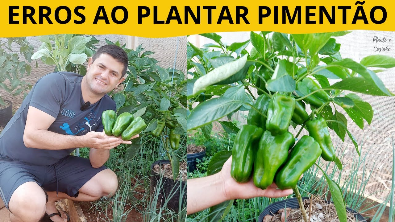 Por que seu PIMENTÃO não vai pra FRENTE? Erros que ninguém te conta!