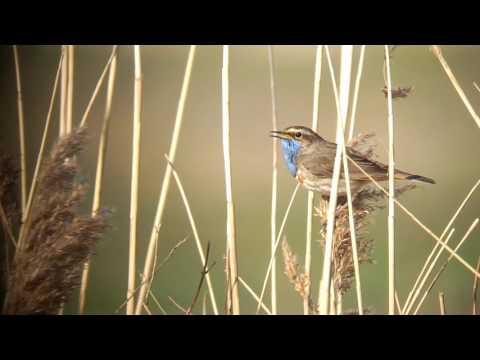 Bluethroat   Blauwborst   Leiderdorp   The Netherlands   Luuk Punt 170327 1