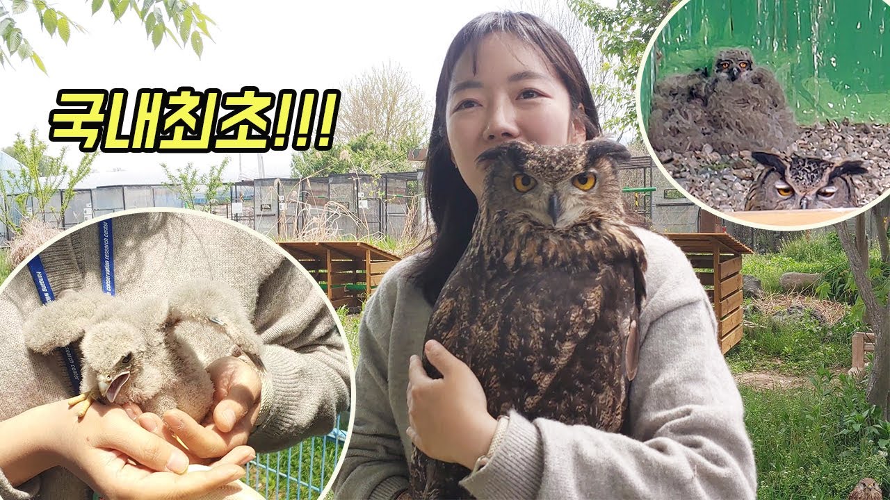 한국에서 이게 성공하네요? 죽어가던 맹금류에게 기적이 일어났습니다 [오브리더]