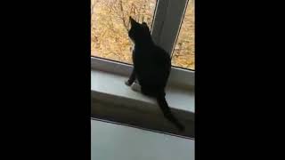 Котенок с остановки: Донецк, Пролетарский район. Котенок с остановки: Донецк, Пролетарский район.