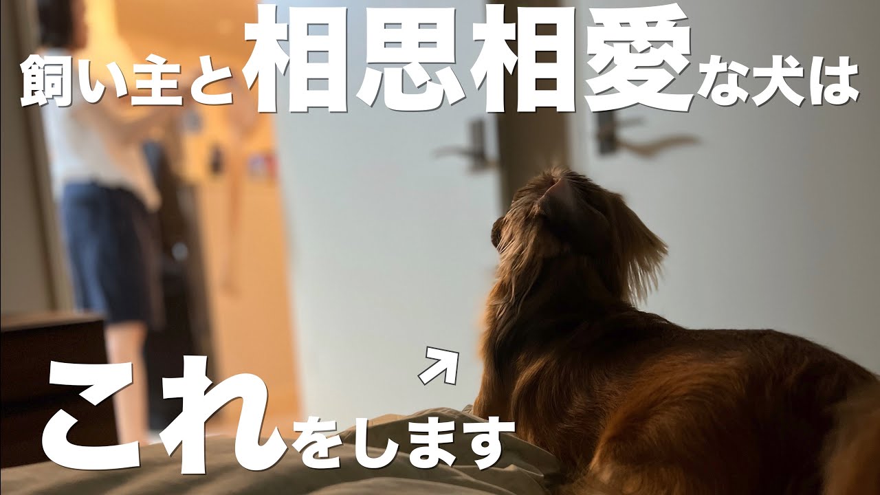 飼い主と相思相愛な犬だけがこの行動を見せます Youtube 飼い主と相思相愛な犬だけがこの行動を見せます Youtube