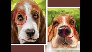 Top 10 Interesting Facts About Basset Hound