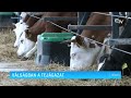 Válságban a tejágazat – Erdély TV