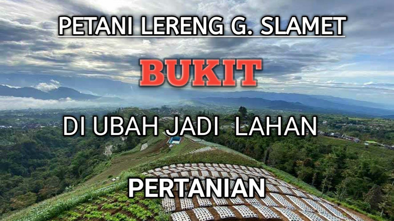 sangat extrim lahan pertanian di lereng gunung slamet bumijawa