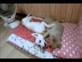 ペロチュー